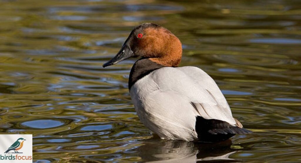 Canvasback