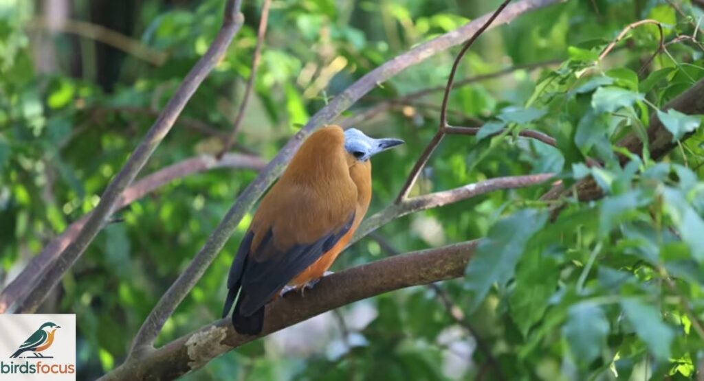 Capuchinbird