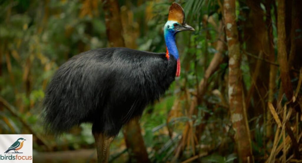 Cassowary