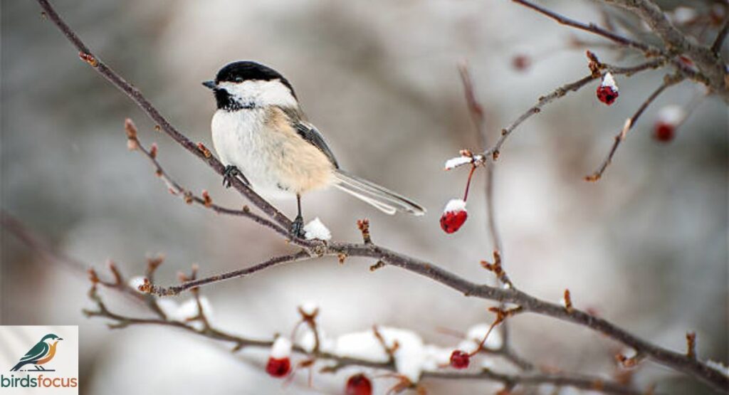 Chickadee