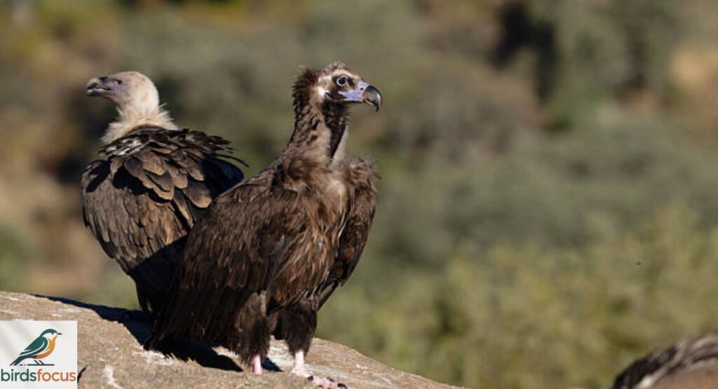 Cinereous Vulture