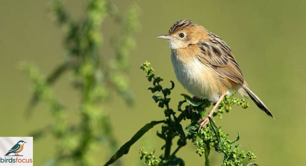 Cisticola