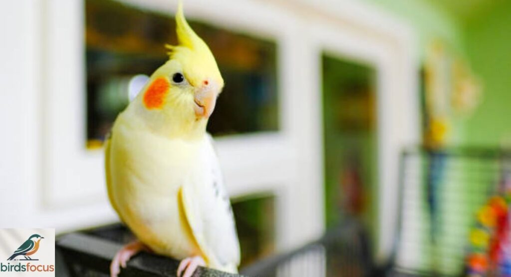 Cockatiel