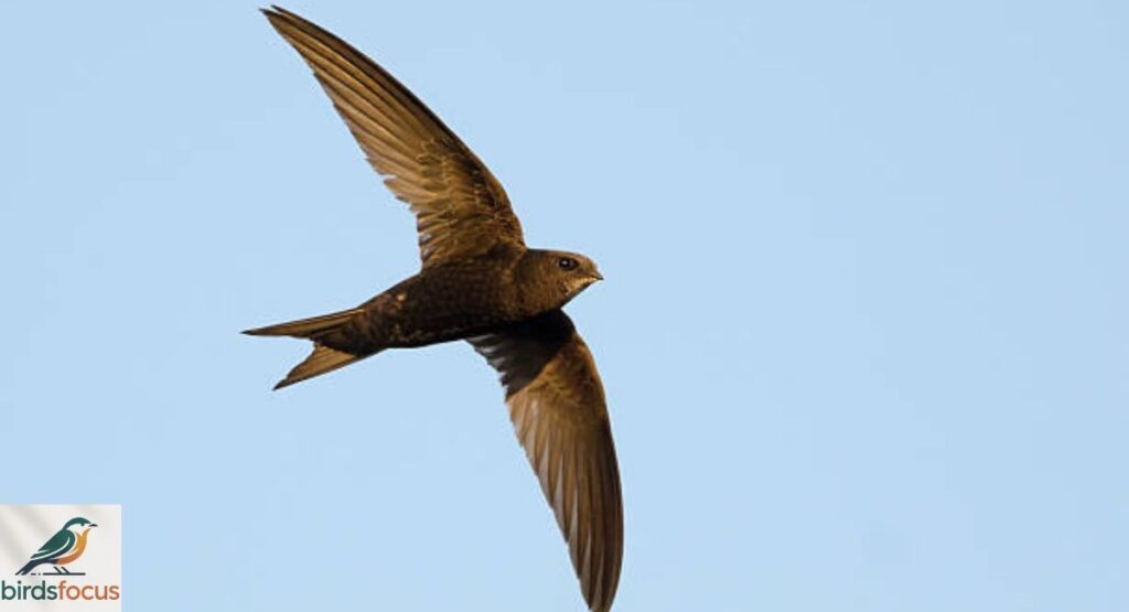 Common Swift