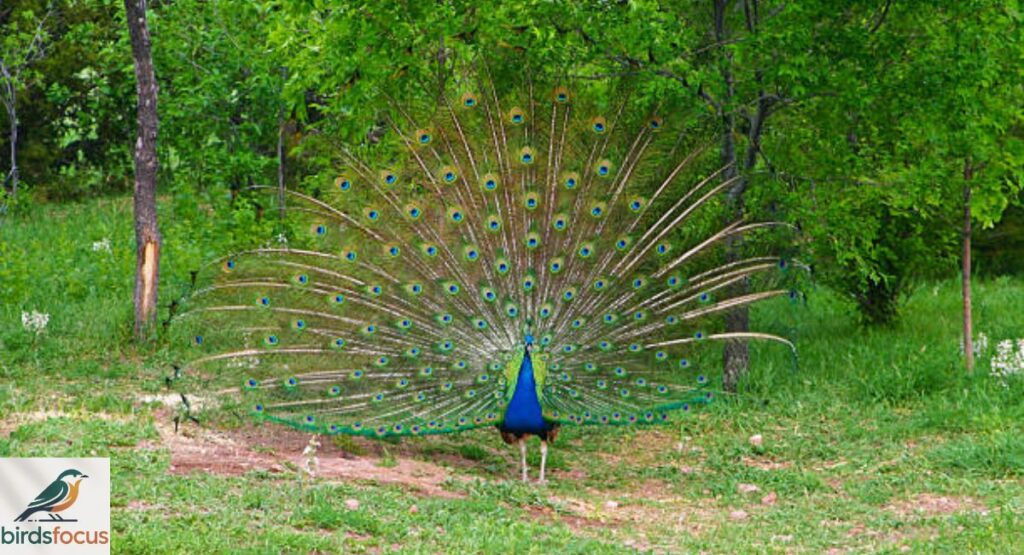Congo Peafowl