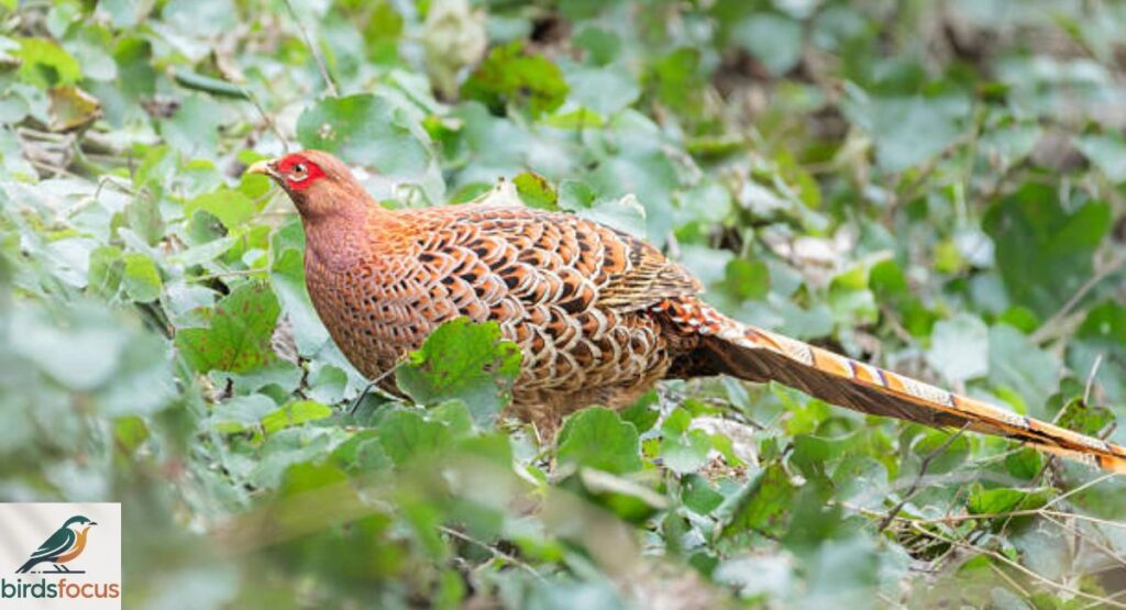 Copper Pheasant