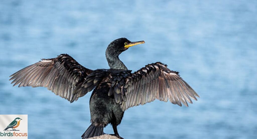 Cormorant