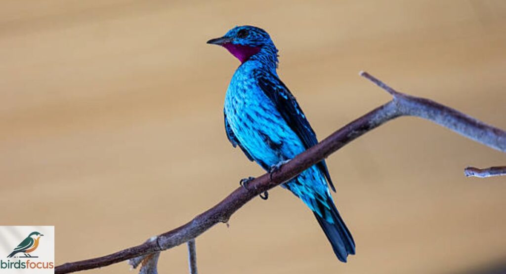 Cotinga