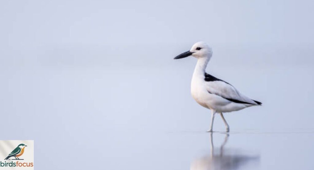 Crab-Plover