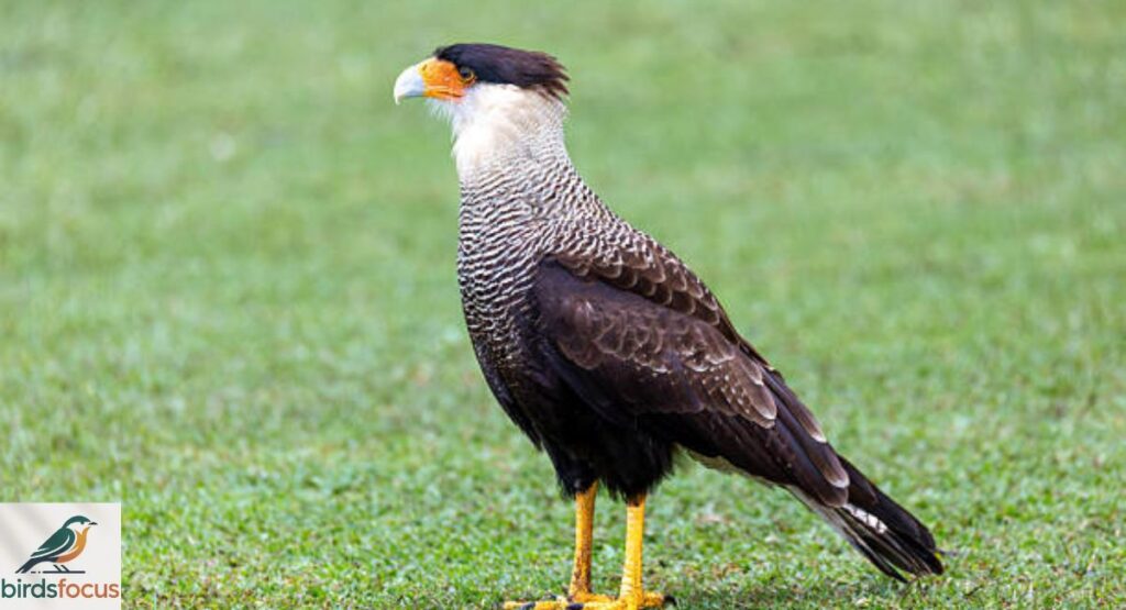 Crested Caracara