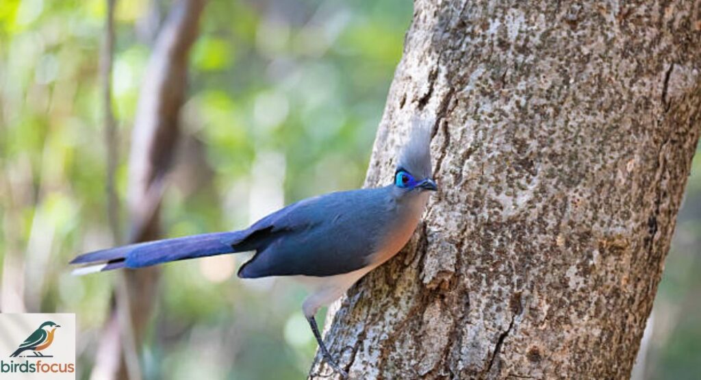Crested Coua