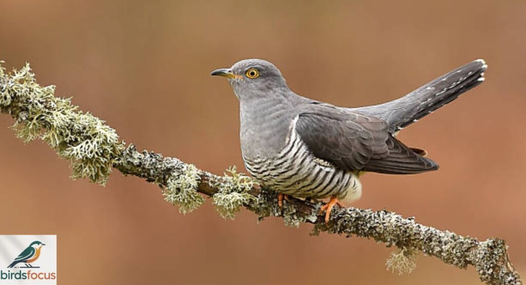 Cuckoo