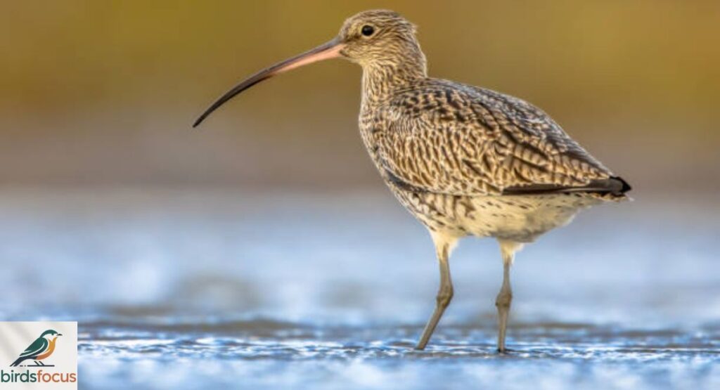 Curlew