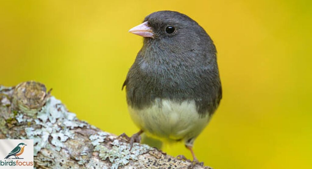 Dark-Eyed Junco