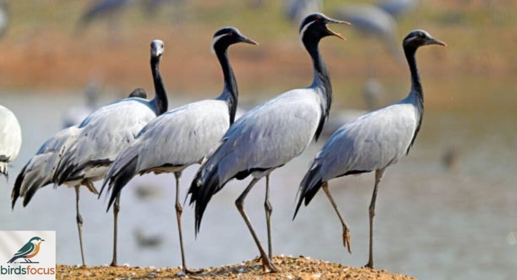 Demoiselle Crane