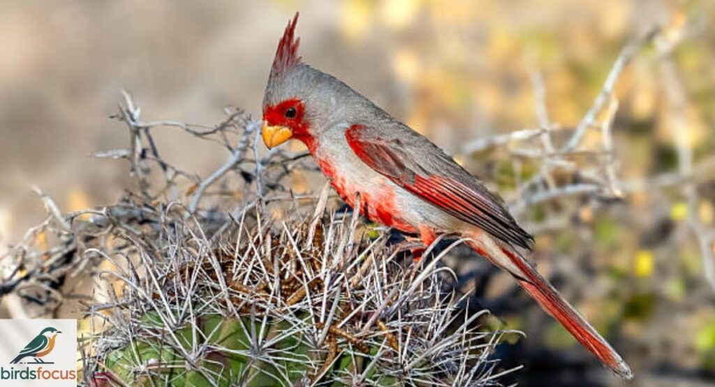 Desert Cardinal