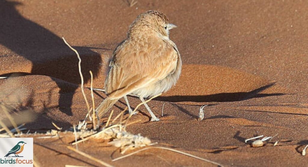 Desert Lark