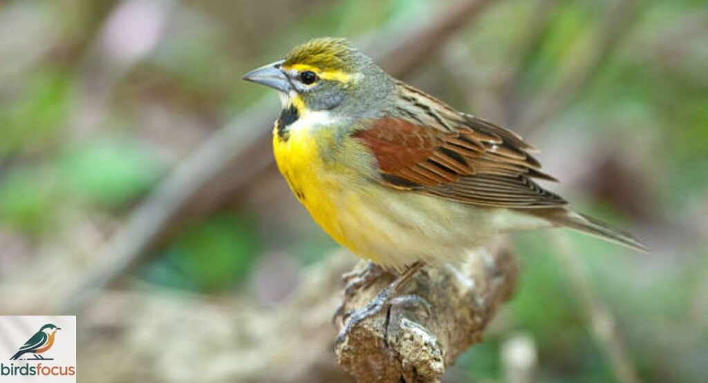 Dickcissel