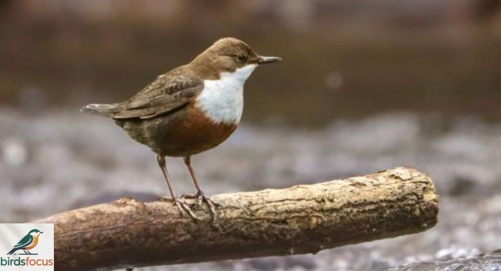 Dipper
