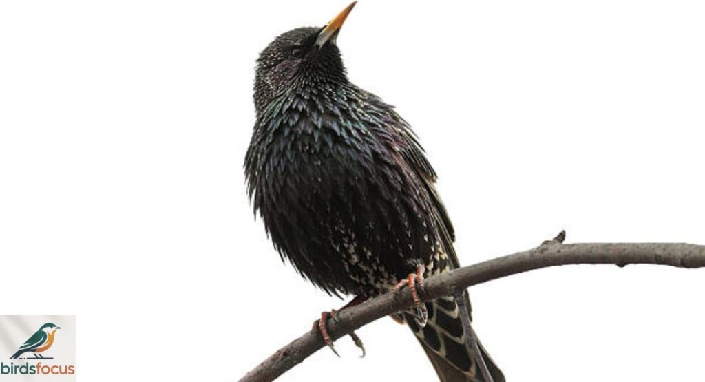 Divine Starling
