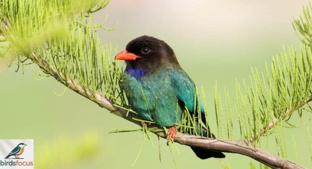 Dollarbird