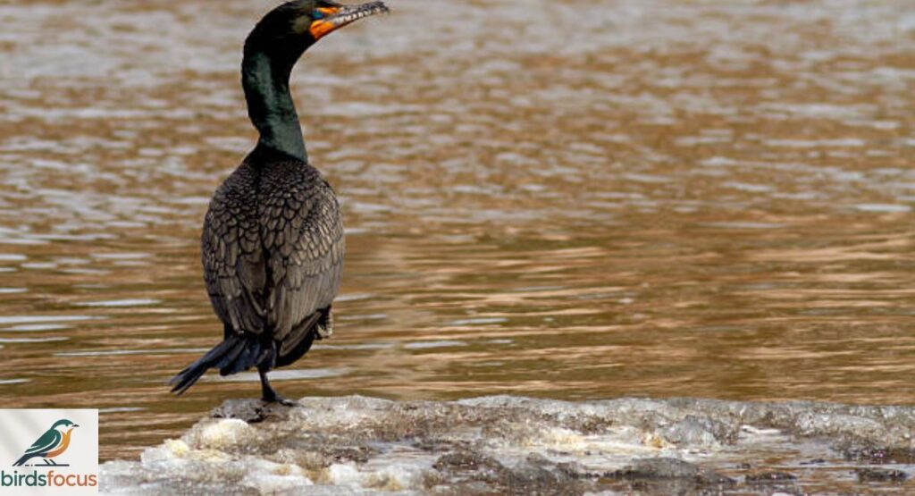 Double-Crested Cormorant