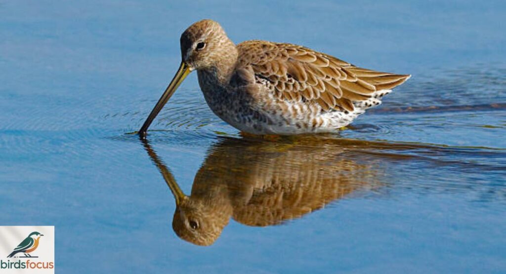 Dowitcher