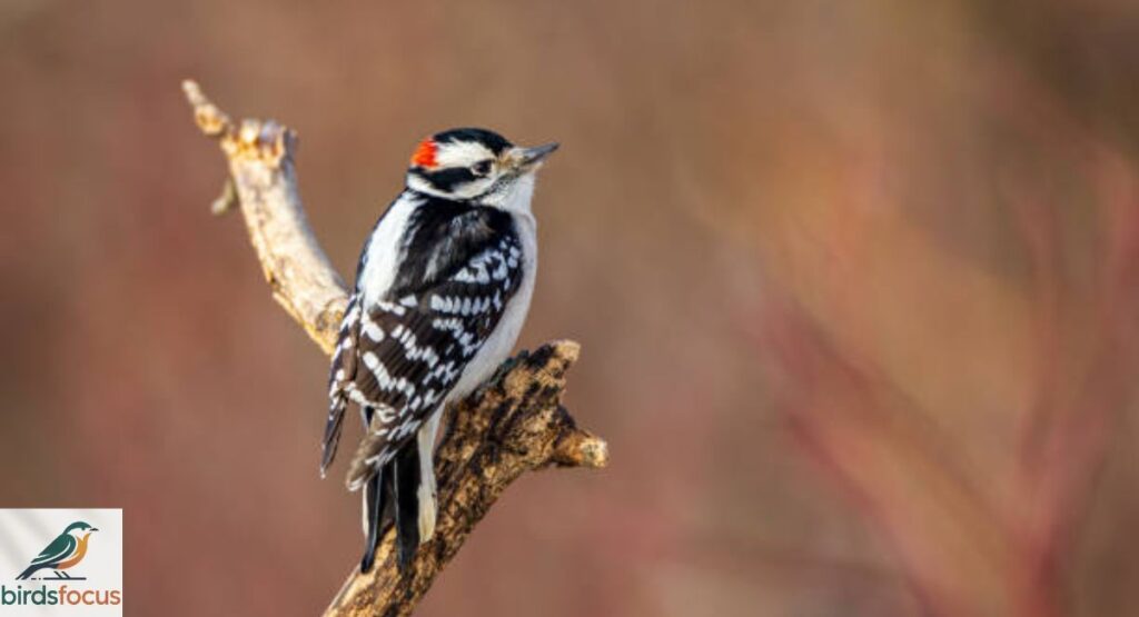 Downy Woodpecker