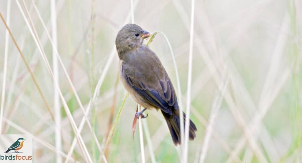 Drab Seedeater