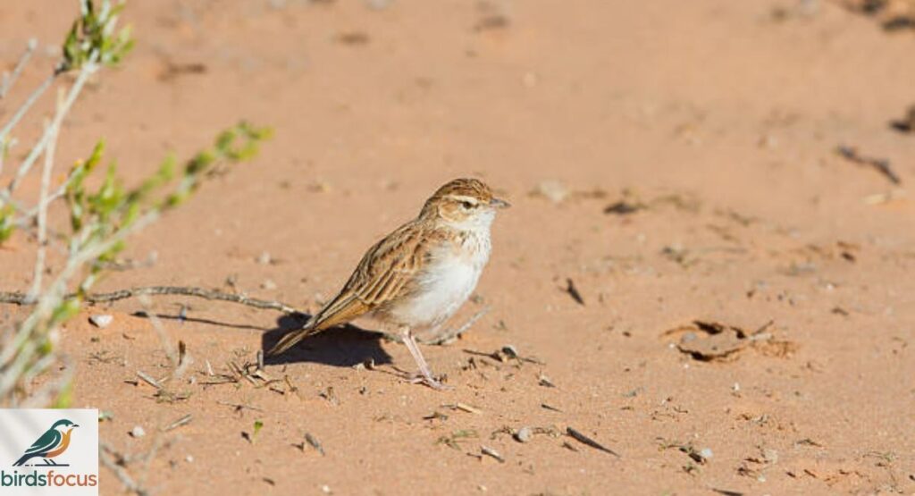 Dune Lark