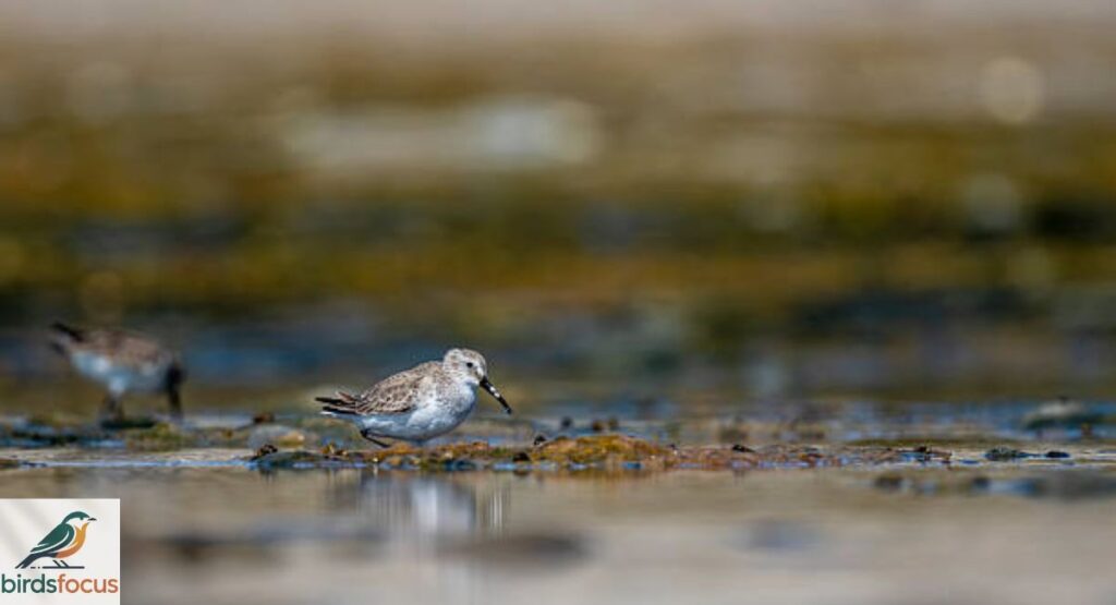 Dunlin