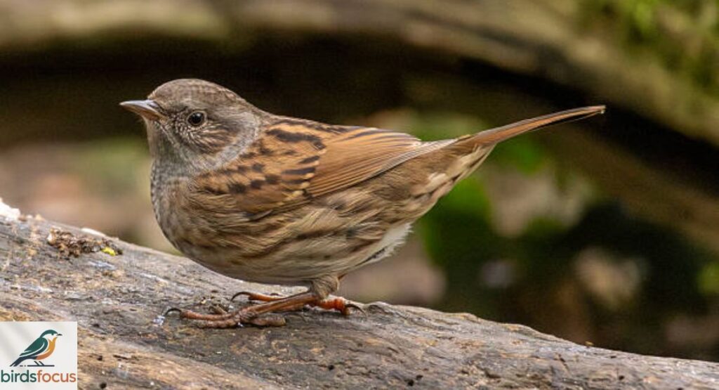 Dunnock