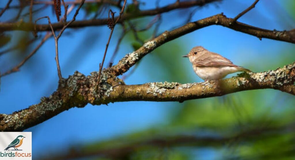 Dusky Flycatcher