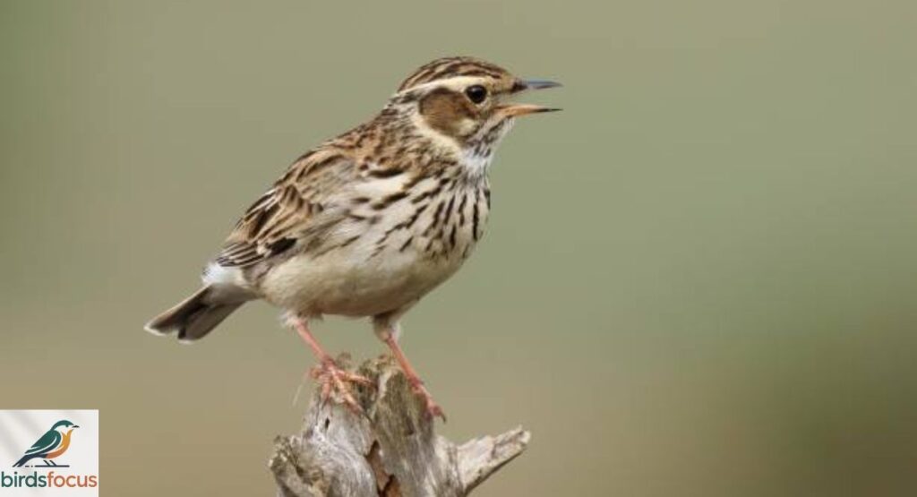 Dusky Lark