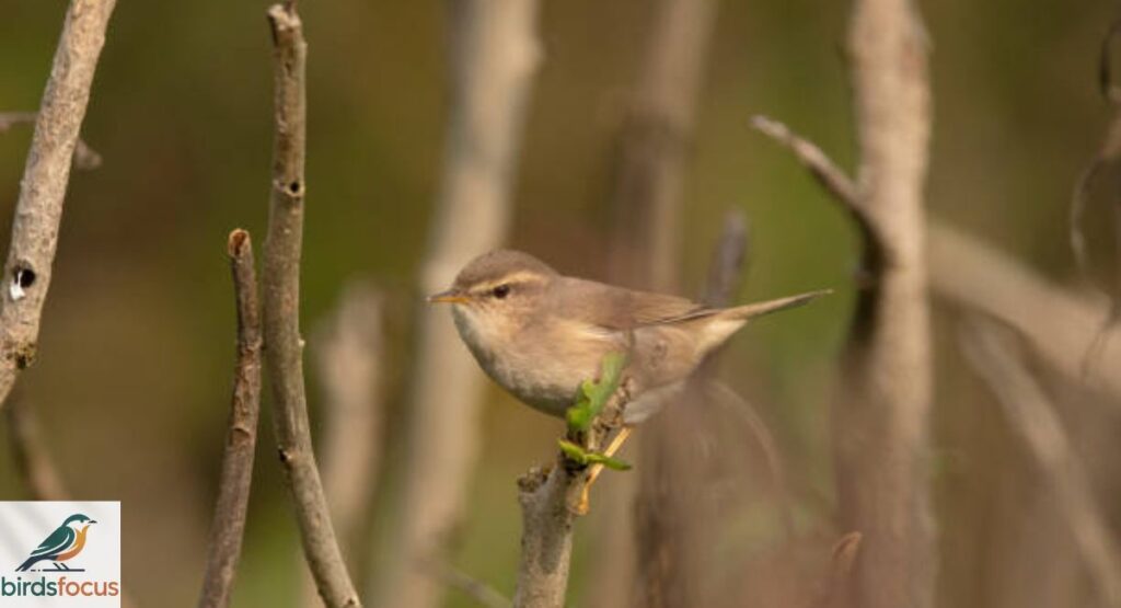 Dusky Warbler