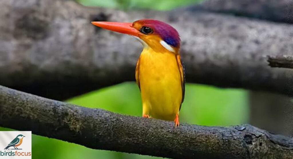 Dwarf Kingfisher
