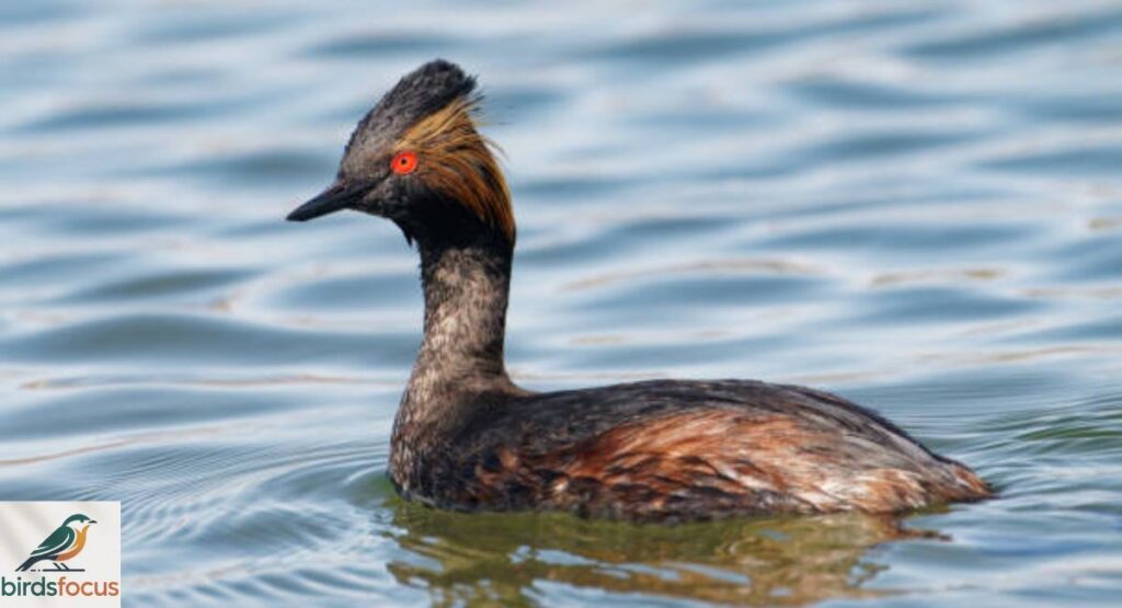 Eared Grebe