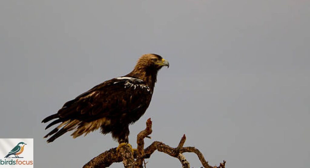 Eastern Imperial Eagle