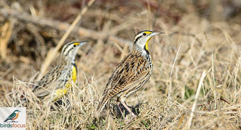 Eastern Meadowlark
