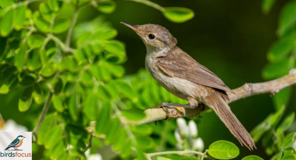 Eastern Olivaceous Warbler