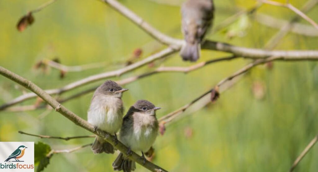 Eastern Phoebe