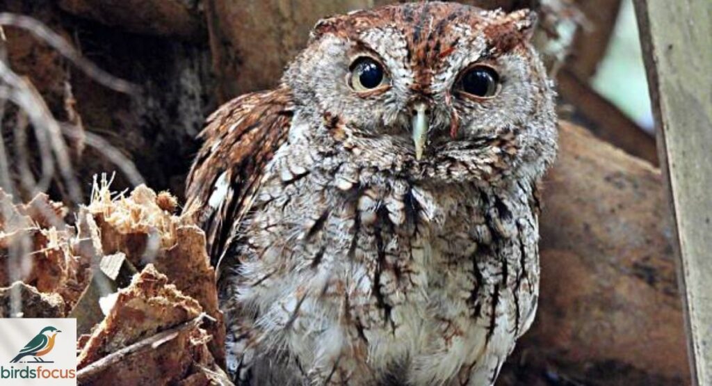 Eastern Screech-Owl