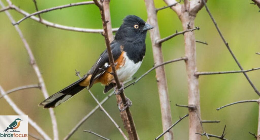 Eastern Towhee
