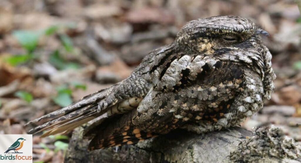 Eastern Whip-poor-will