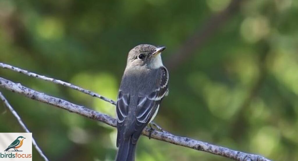 Eastern Wood-Pewee
