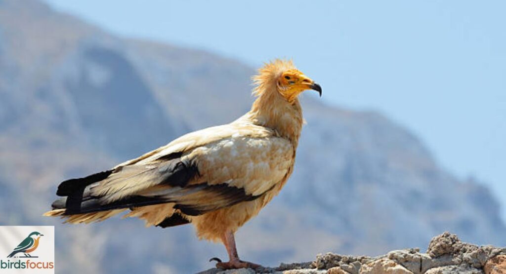 Egyptian Vulture
