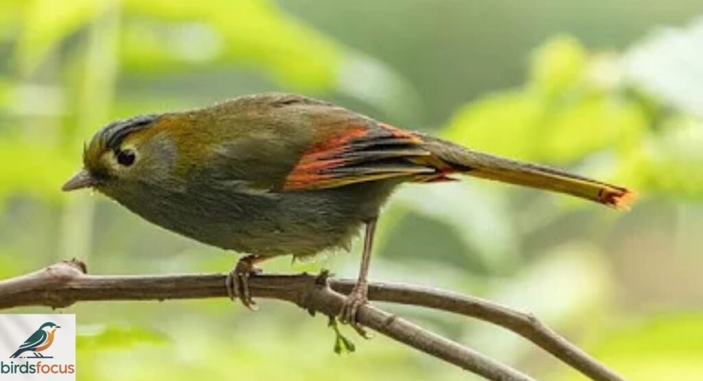 Emei Shan Liocichla