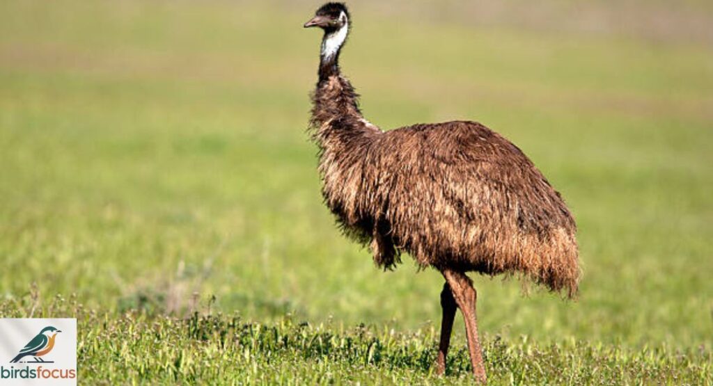 Emu
