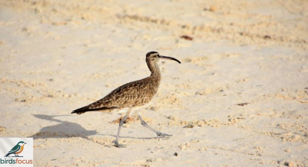 Eskimo Curlew