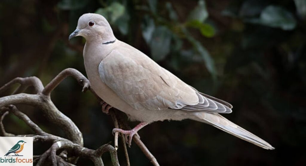 Eurasian Collared-Dove